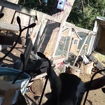 MY FIRST FRESH GOAT LATTE LET'S GOAT MAGA 💪🏻