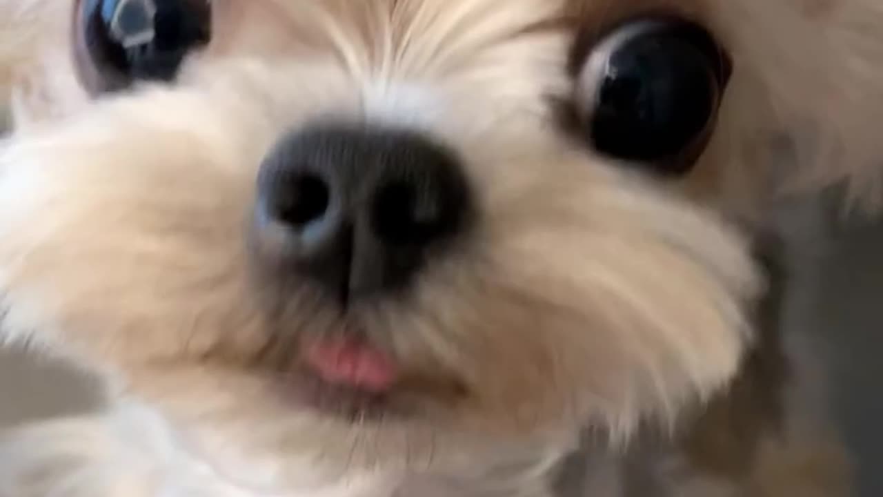 Adorable Puppy with a Tongue Out: The Cutest Moment!