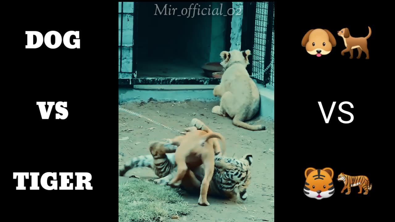 Tiger VS Dog Fight Video 💪 😲