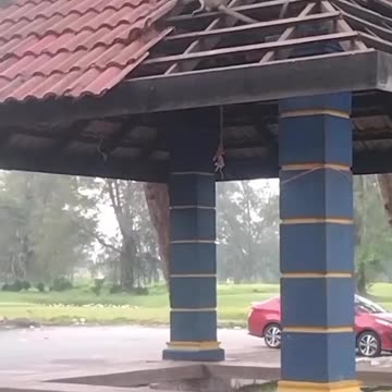 Funny Monkey Business