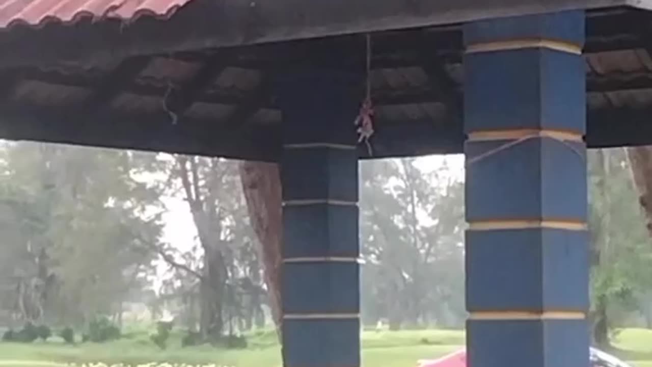 Funny Monkey Business