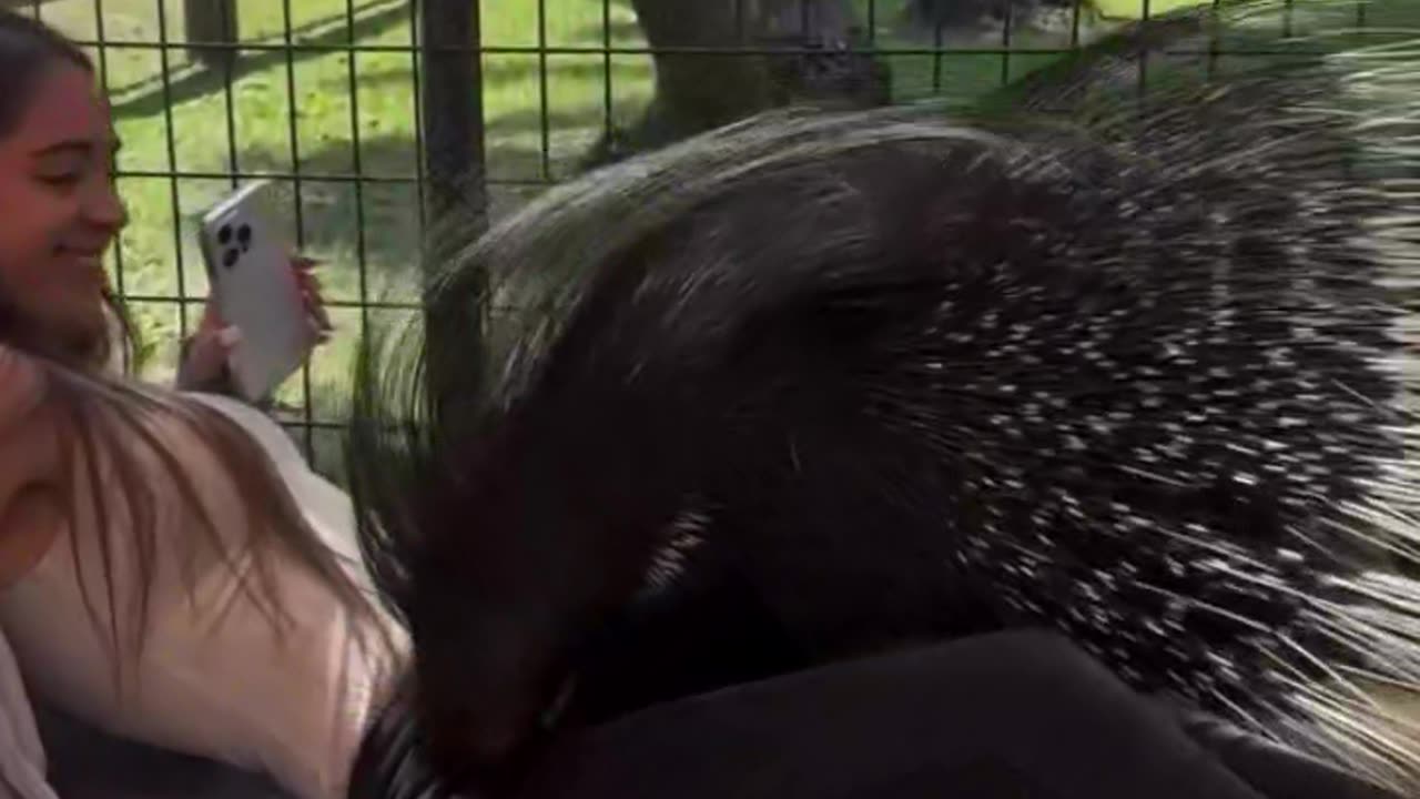 Animals and boys fends Black panther