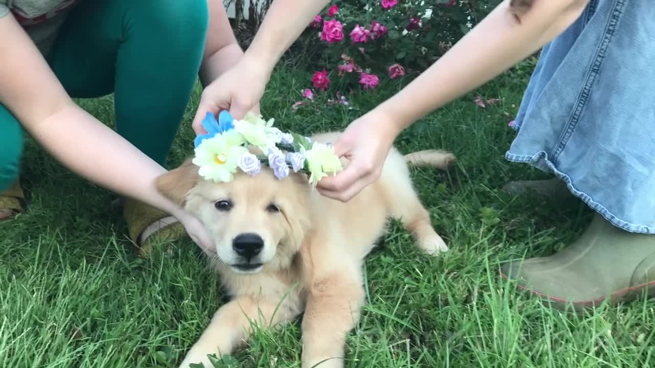 ❤️Meet Sadie! Golden Retriever Puppy