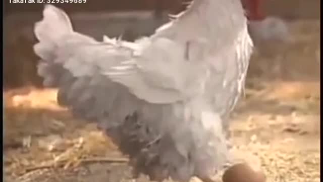 Hen action video