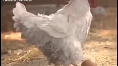 Hen action video