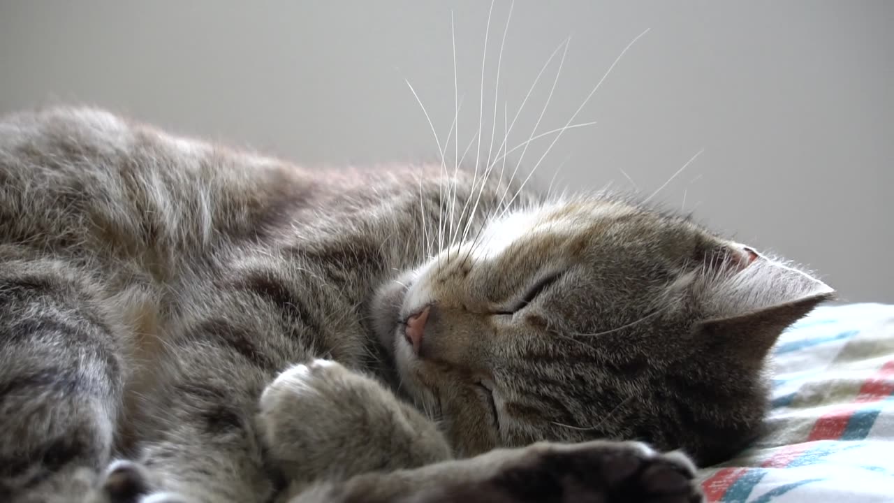 Funny #Cat_sleeping_funny 😴 video 😂