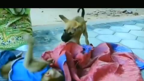 Very funny dog & monkey