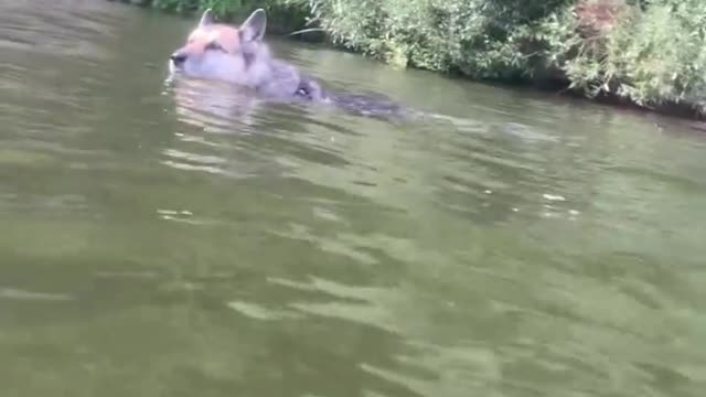 Dog Jumping Off Paddleboard Sends Owner into the Water