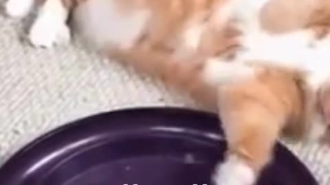English Funny Pets 17!