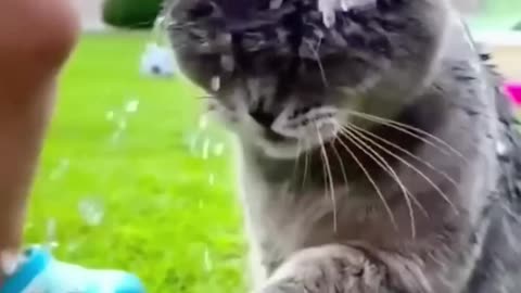 "Meow Madness: Hilarious Cat Capers and Comical Kittens Compilation!"