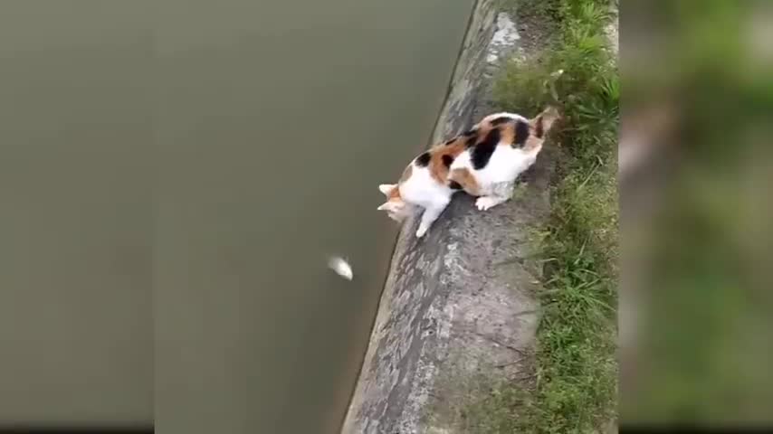 Baby cats - cute and funny cat compilation