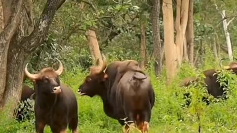 Wildlife in closer view with a natural perspective.