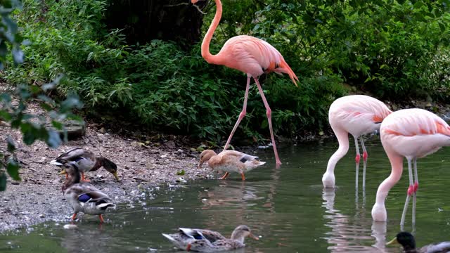 Flamingo in the lake