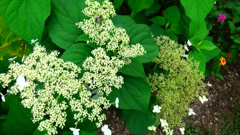 Pollination