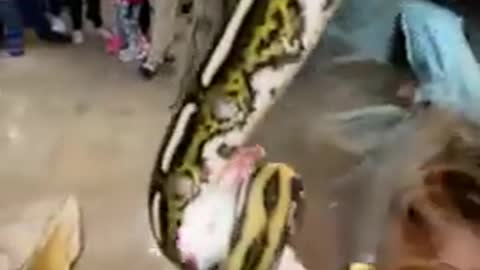 Shok video