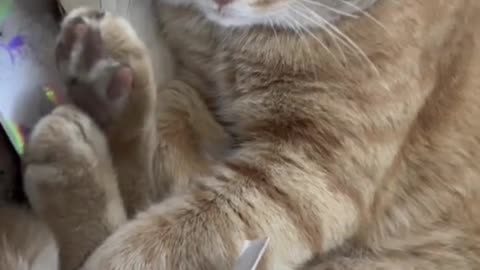 Funny cats compilation😂😂😂