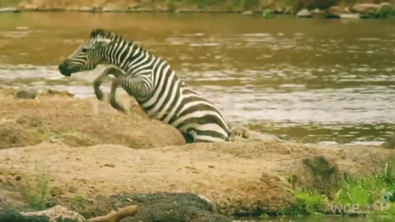 Crocodile vs Zebra Funny Moments