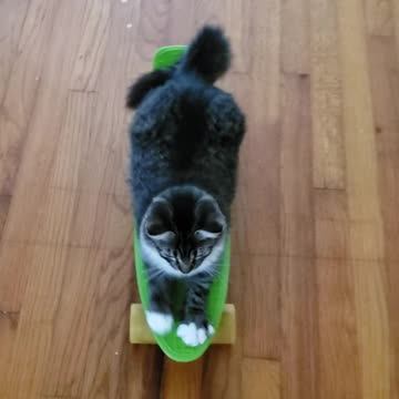 Kitten Loves Skateboarding