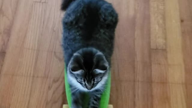 Kitten Loves Skateboarding