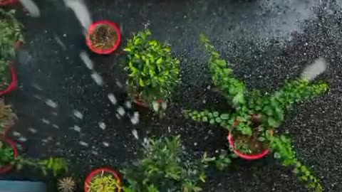 Raining