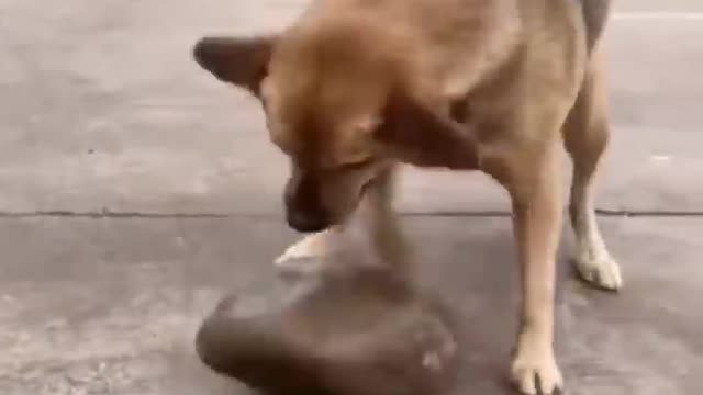 Cutest Cats and Dogs in New Funny Videos 2022