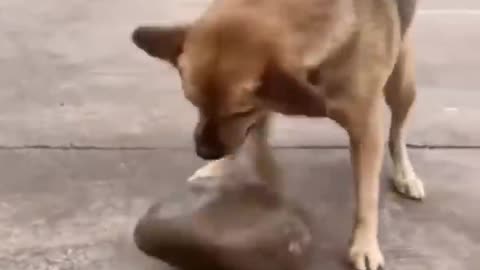 Cutest Cats and Dogs in New Funny Videos 2022