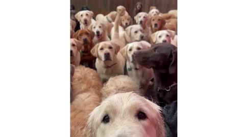 OMG So Cute ♥ Funny Cats and Dogs cute horse(2022)