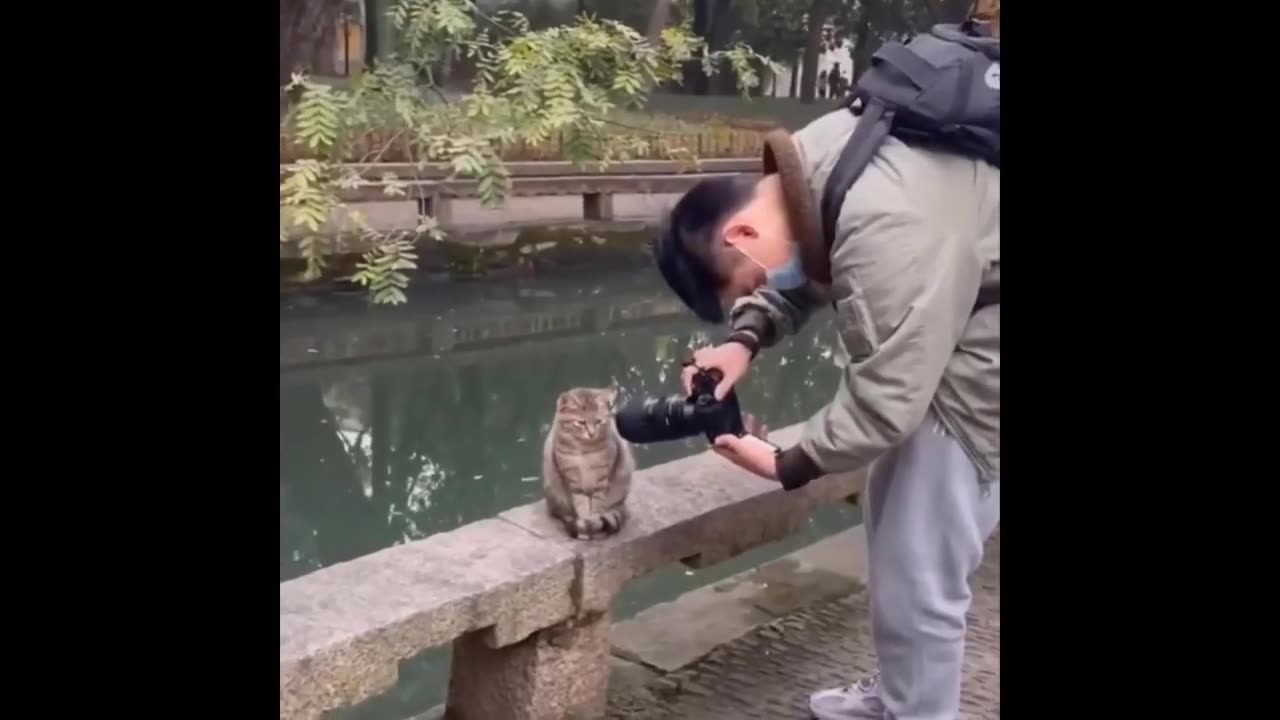 Internet's Favorites Unleashed! 😂 Trending Funny Cats and Dogs - Viral Pet Videos Bonanza 🐶🐱