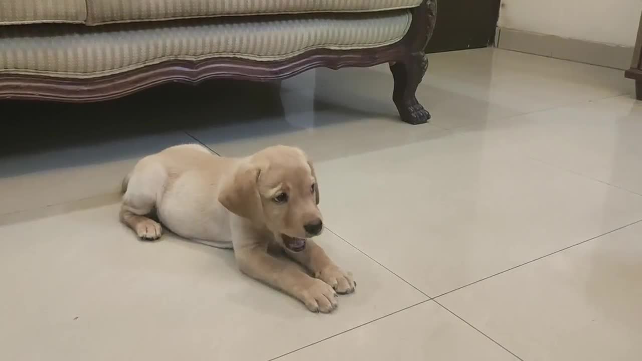 Labrador puppy training