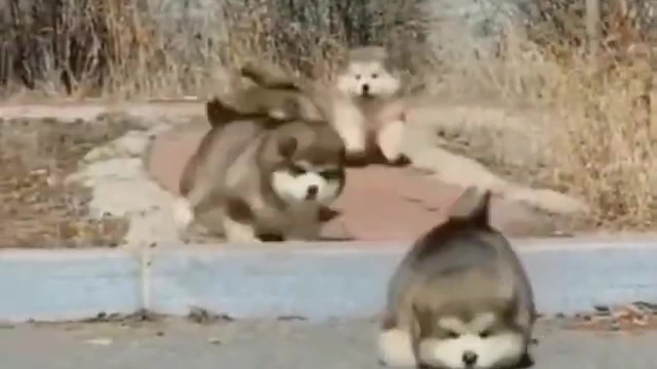 ๐Cute pets having fun part #3๐