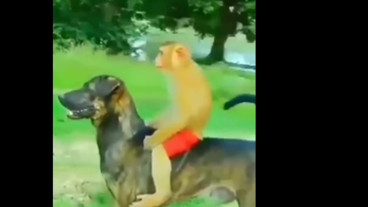 Dog on mankey