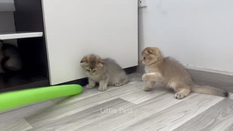 Funny Pet