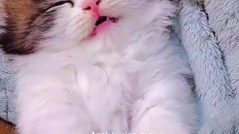 Funny cat