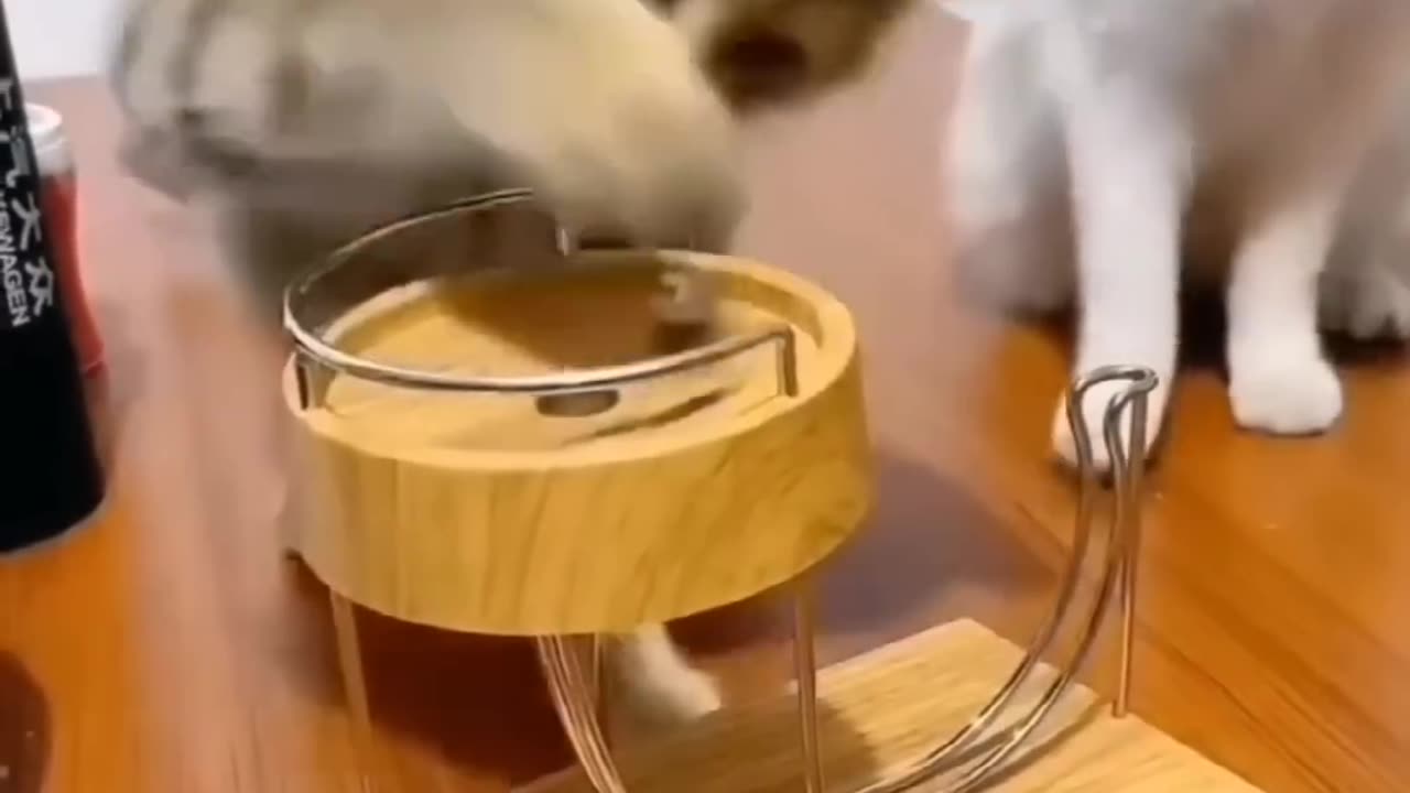Funny and cute cats 😺