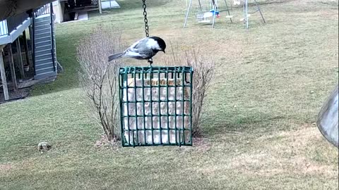 Black-capped Chickadee