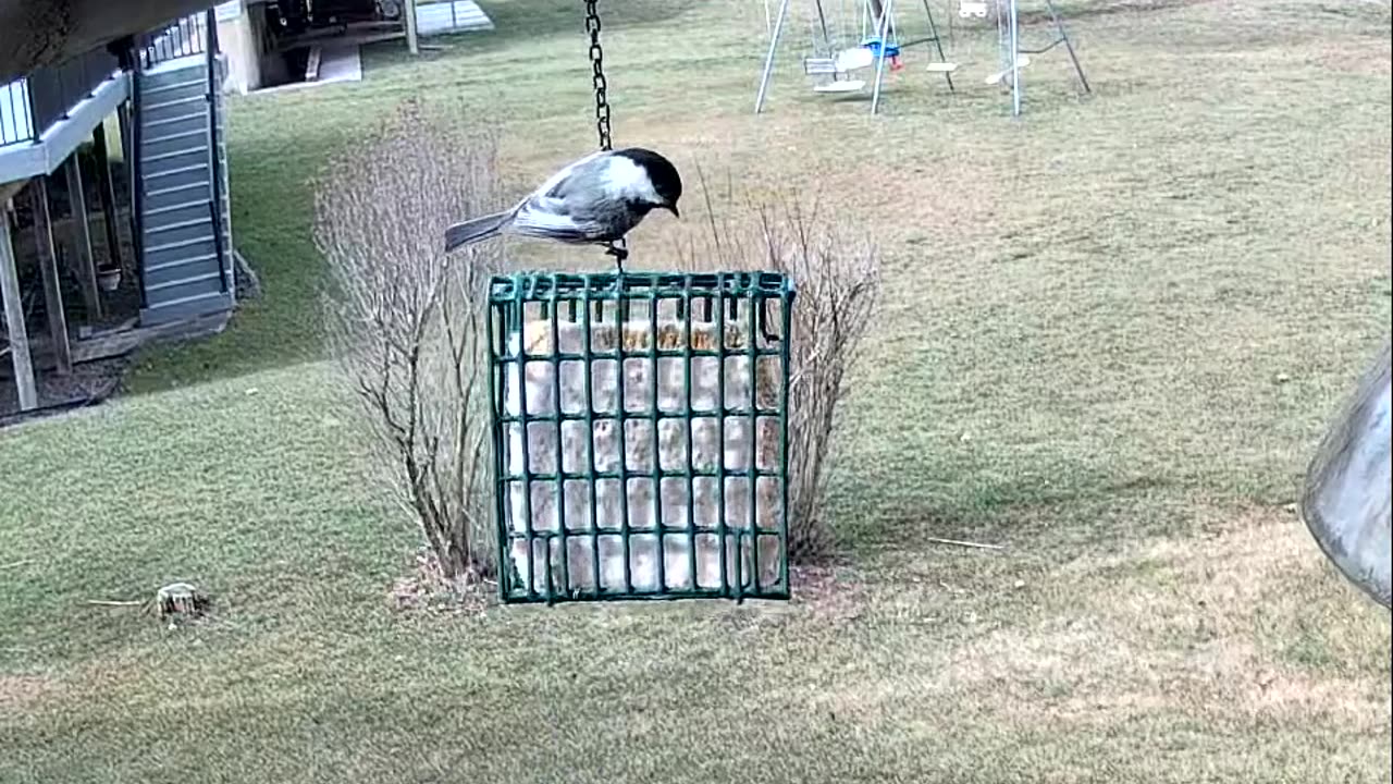 Black-capped Chickadee