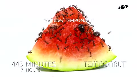 Ants vs Watermelon