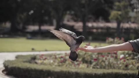 The moment a pigeon is in the hands of a friendly woman