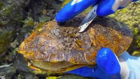 Cute sea turtle desperate searching for help becoz can't remove the parasite barnacles by herself