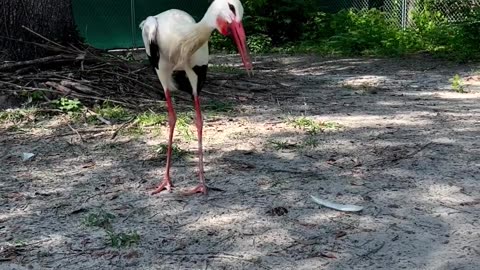 European white stork, Fernando, is very vocal when it comes to proclaiming his territory!