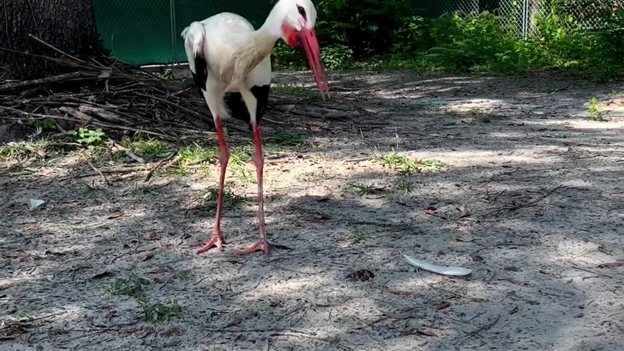 European white stork, Fernando, is very vocal when it comes to proclaiming his territory!