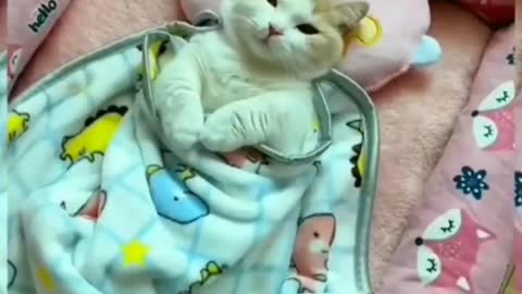 Sleeping cat