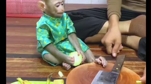 Monkey Rojo eat