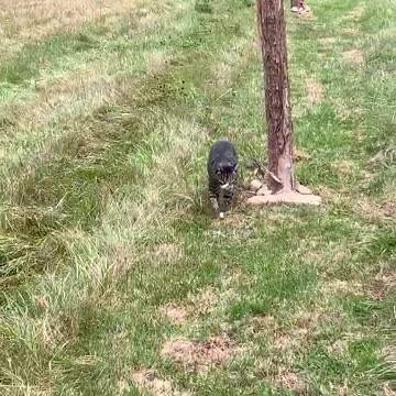 House cat goes for nature walk with pack of dogs