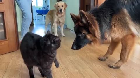 German Shepherd Puppy Meets a Cat For The First Time