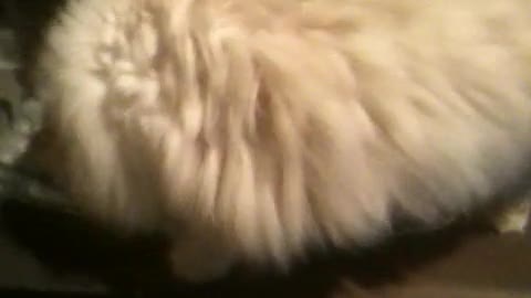 Cute cat