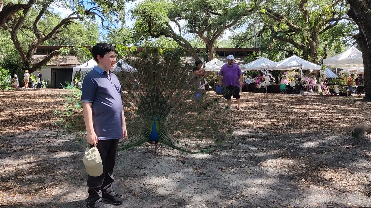 Spencer at Flamingo Gardens peacock VID_20220417_153921