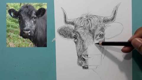 how to draw a cow