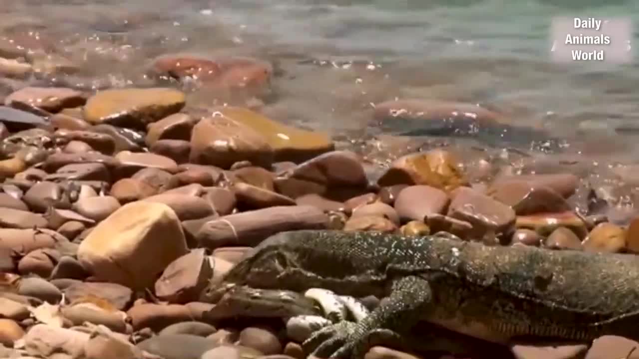 Cobra attack snake eggs