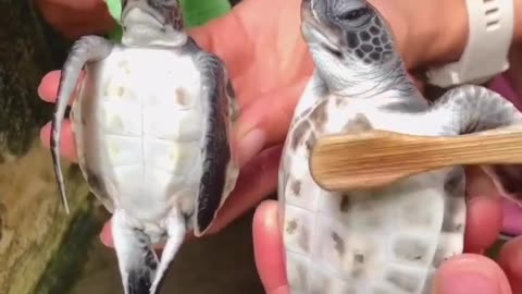 Little turtle